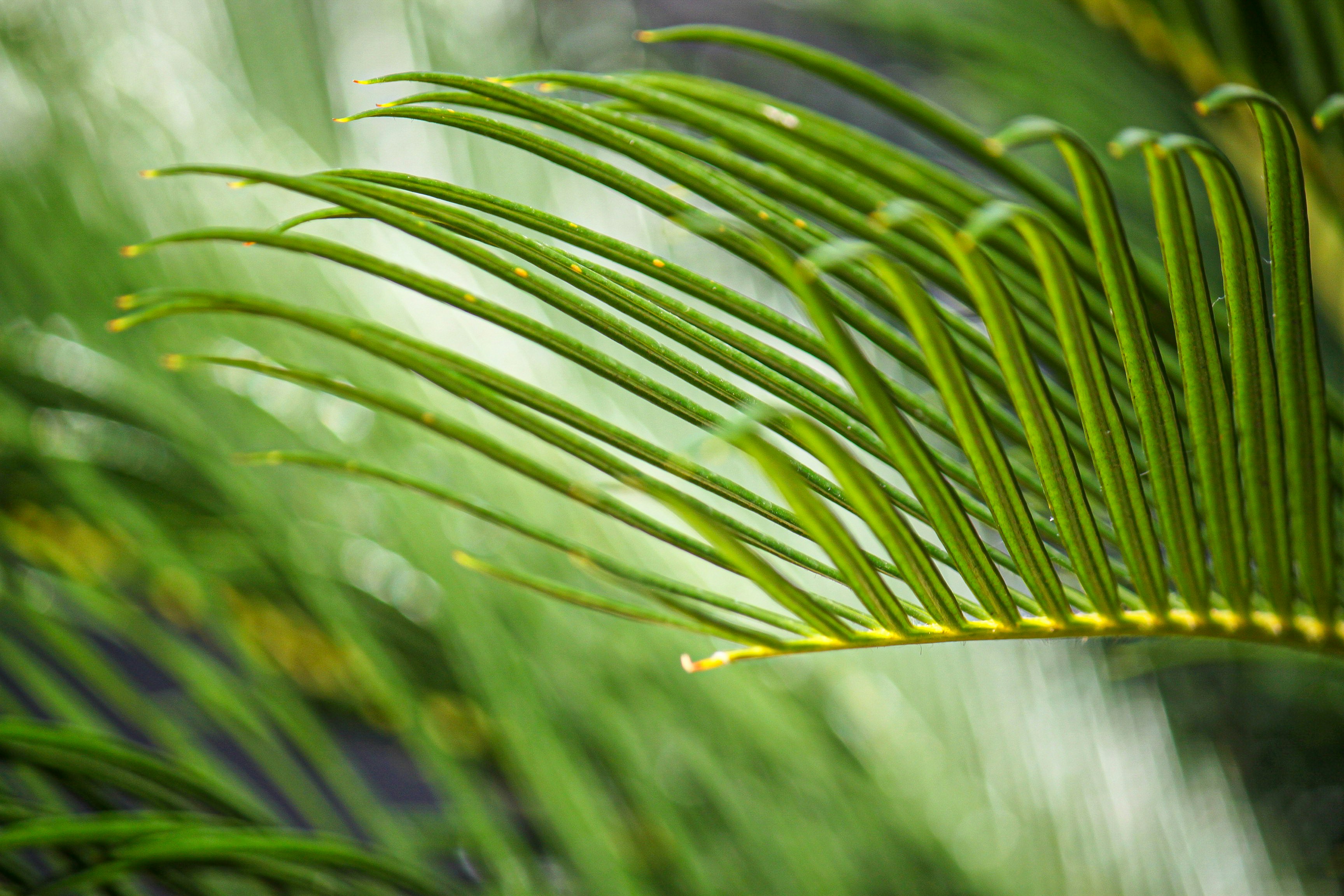 Photo by sesambrotchen