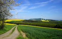 A picturesque landscape with a dirt path winding through lush green fields and farmlands. Multiple wind turbines stand scattered across the hills in the distance, generating renewable energy. A clear blue sky stretches overhead, and a tree with budding branches is visible on the side.