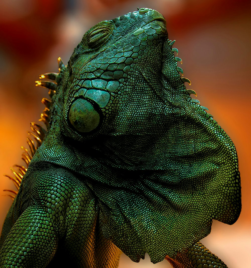 green and brown bearded dragon