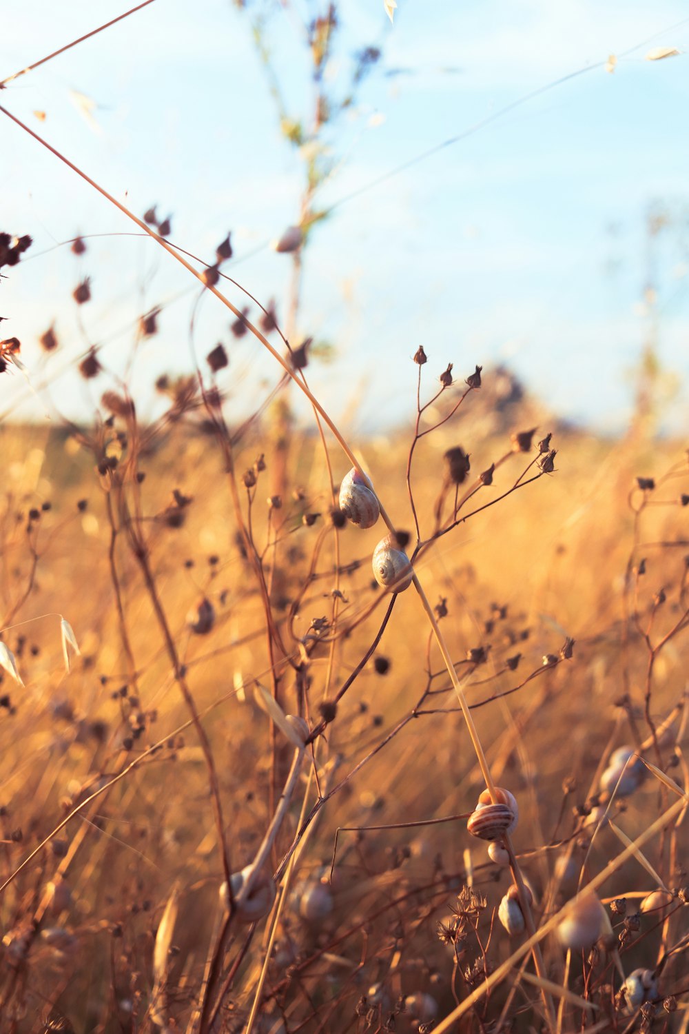 brown plant in tilt shift lens