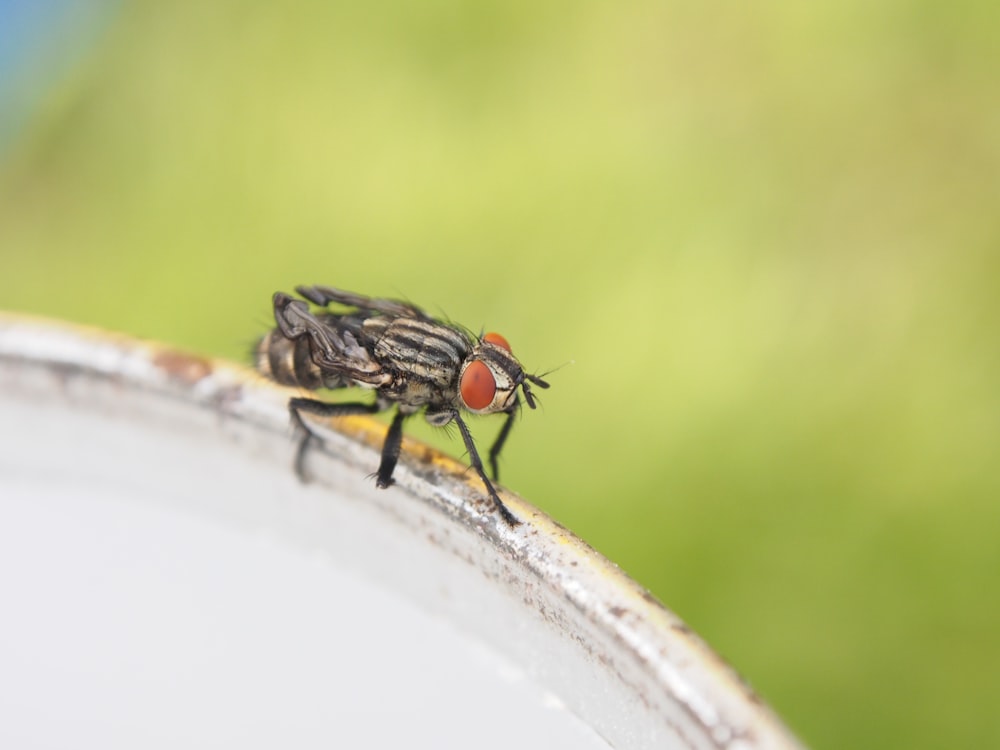 black fly perched on white surface in close up photography during daytime