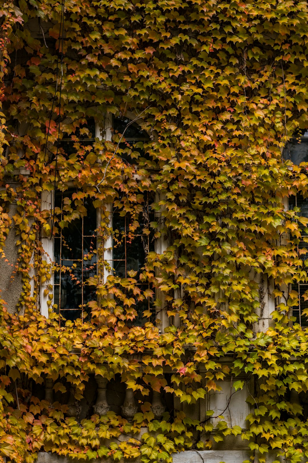 yellow and brown leaves on tree