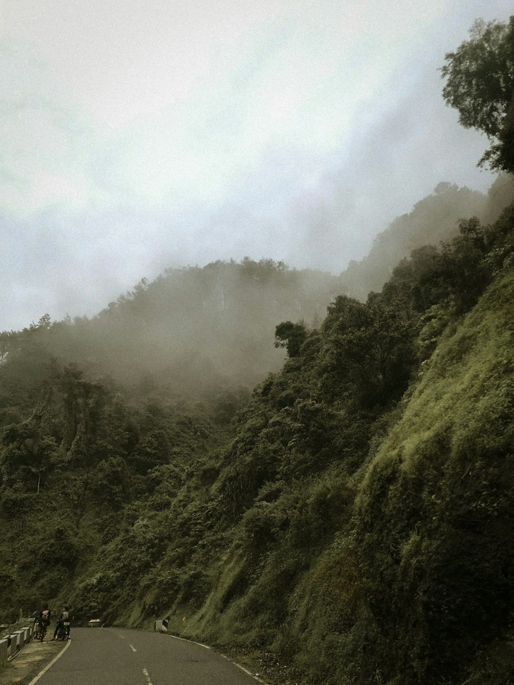 green trees on mountain covered with fog