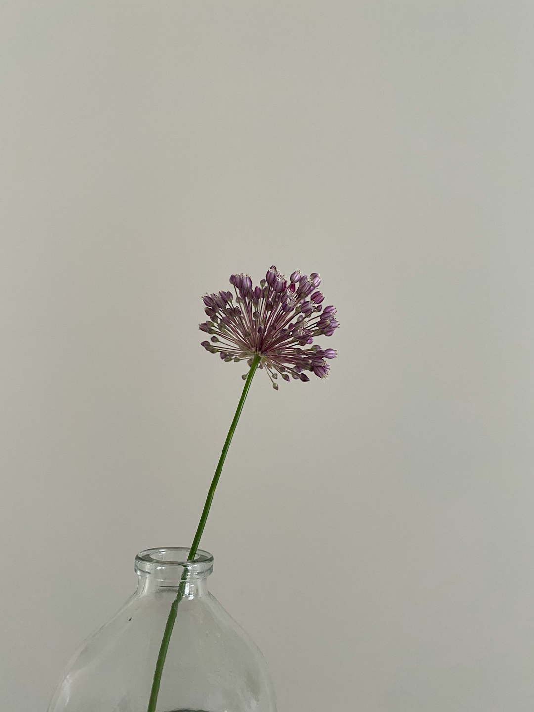 purple flower in clear glass vase