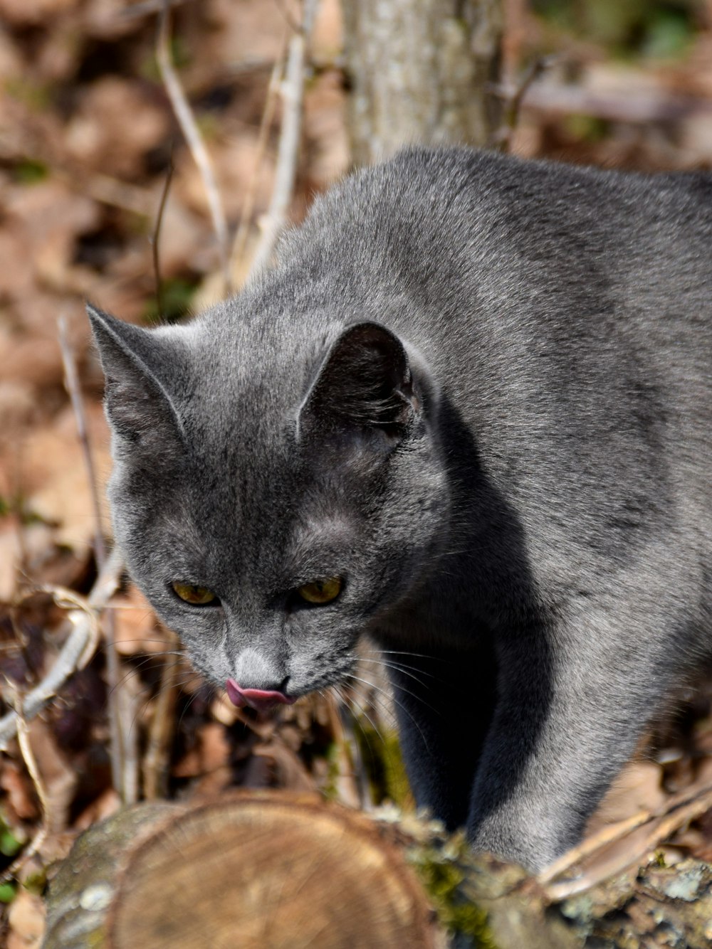russian blue cat on brown dried leaves