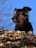 black and tan german shepherd on brown dried leaves during daytime
