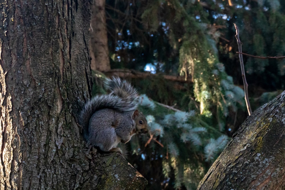 gray squirrel on brown tree branch during daytime