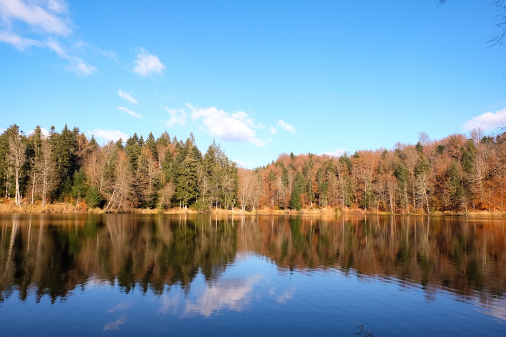 green trees beside lake under blue sky during daytime