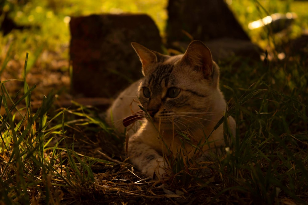 brown tabby cat on green grass during daytime