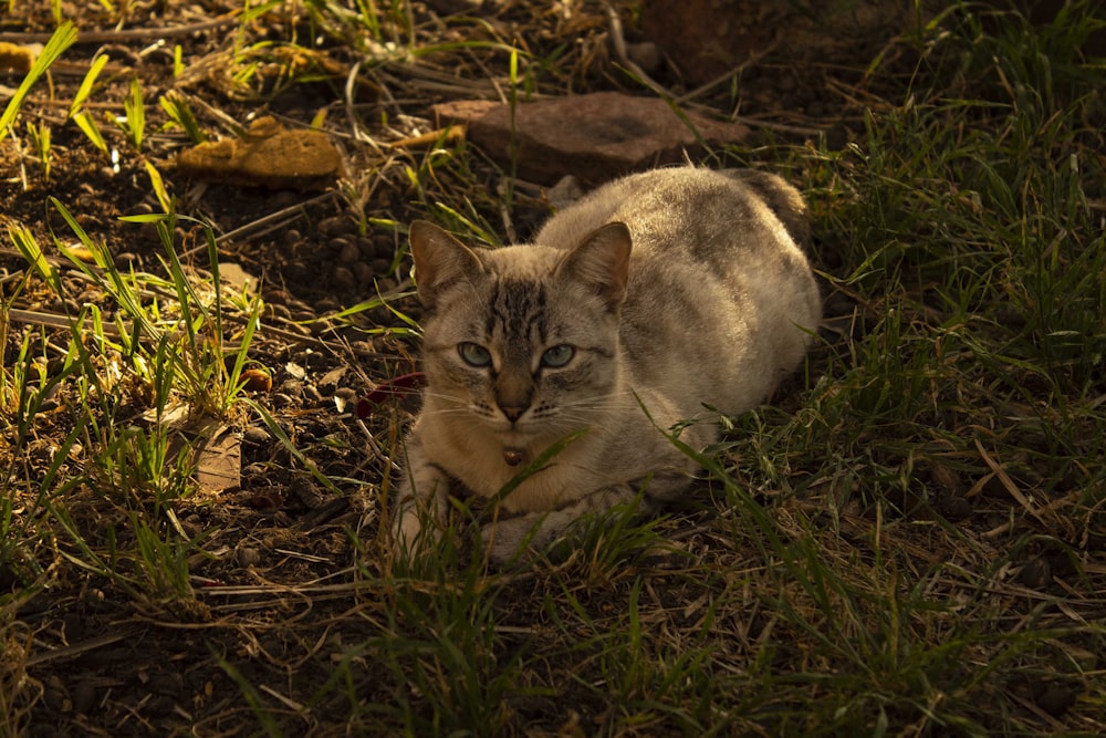 white and gray cat lying on green grass