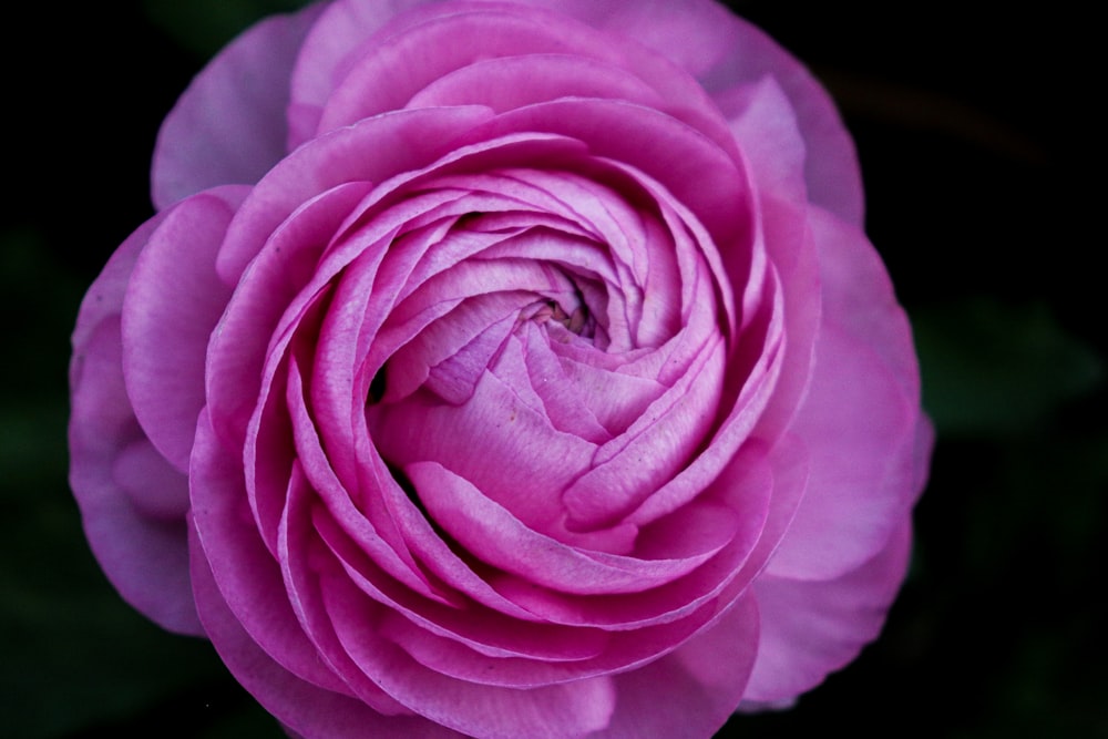 purple rose in bloom in close up photography