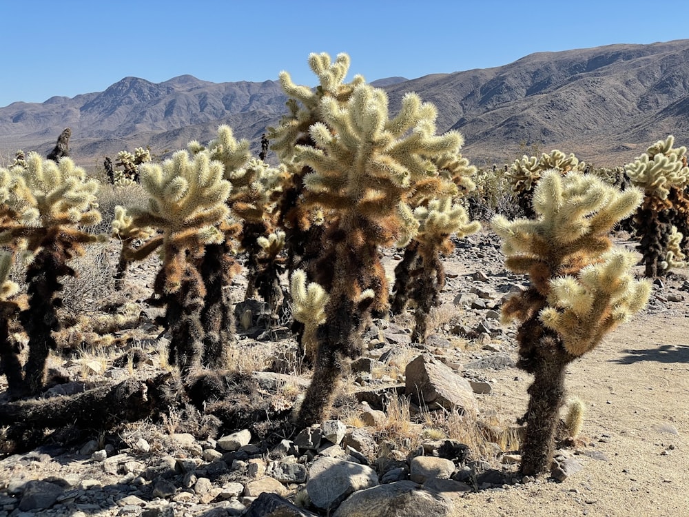 green and brown trees on rocky ground during daytime