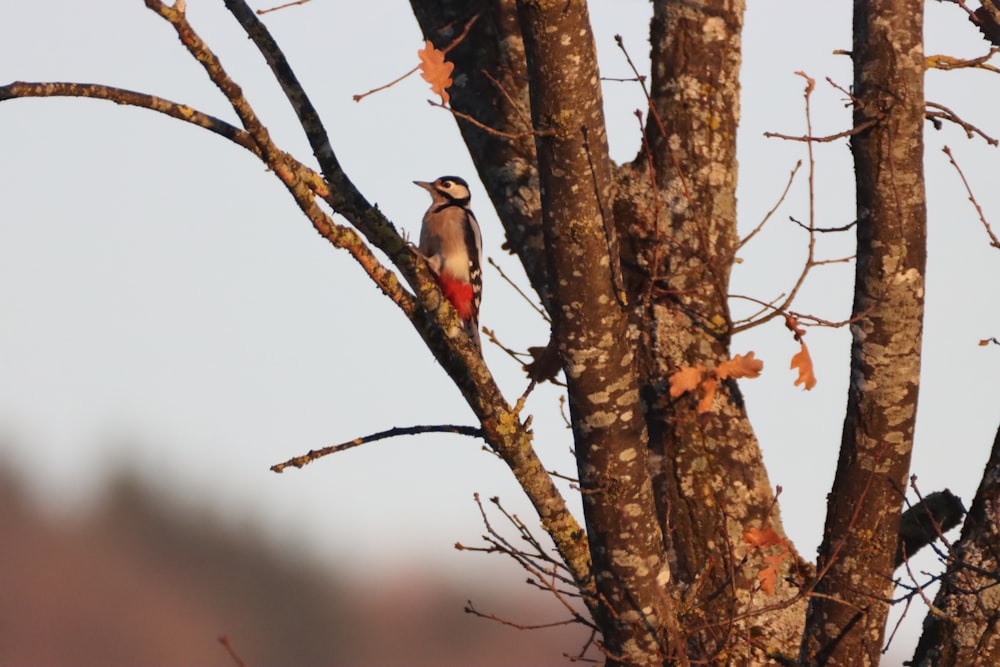 brown and white bird on brown tree branch