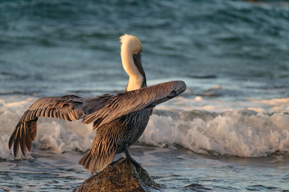 brown pelican on rock near body of water during daytime