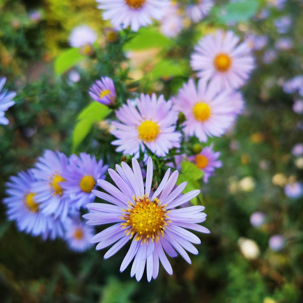 white and yellow flowers in tilt shift lens