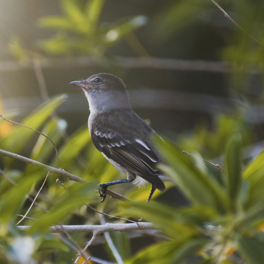 brown bird perched on green plant