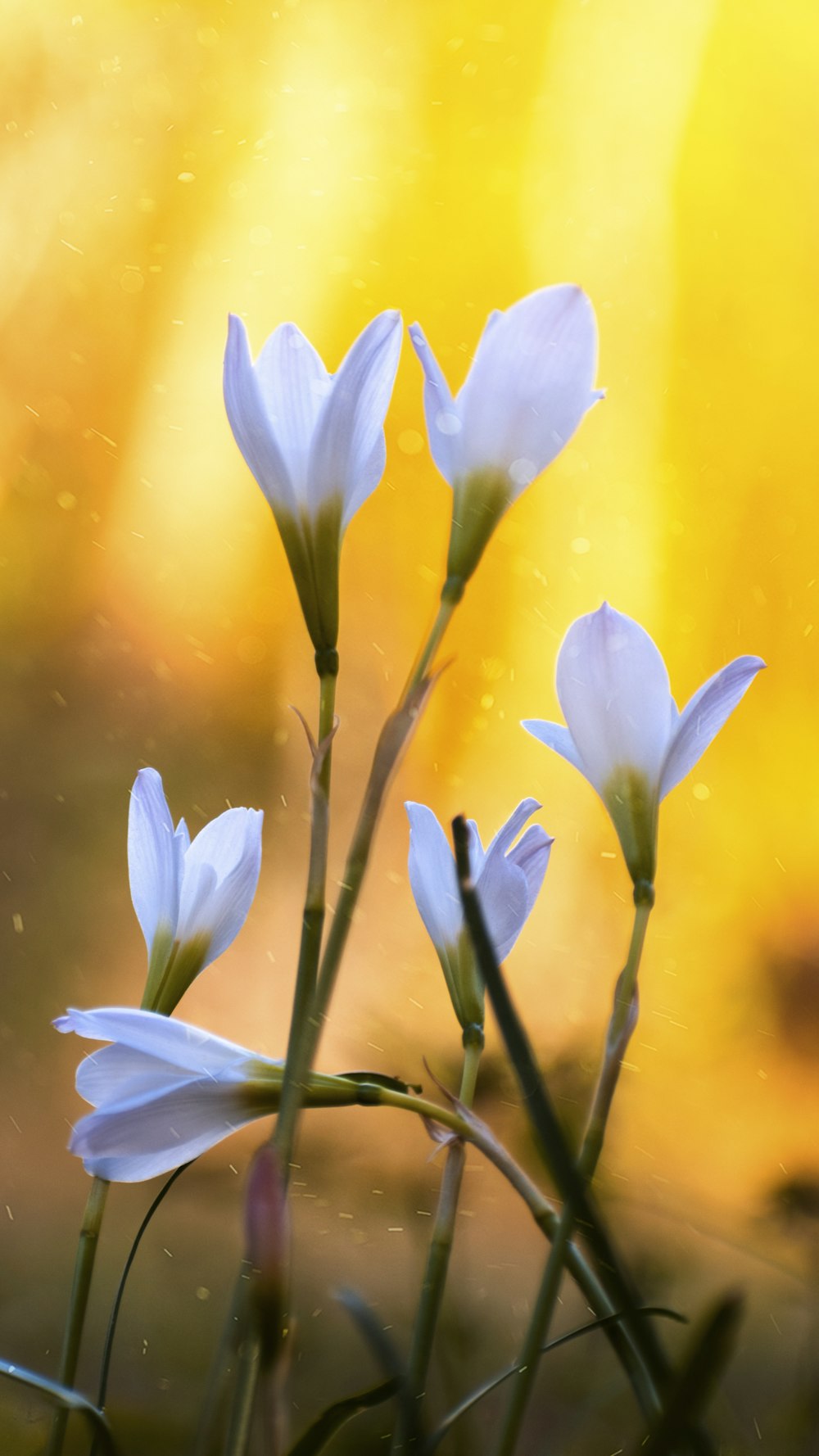 white and purple crocus flower in bloom