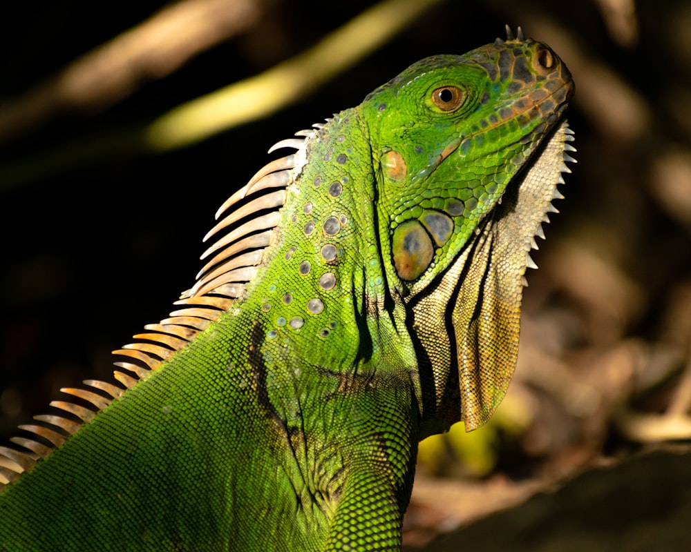 green and white iguana in close up photography