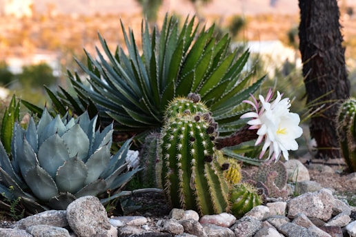 A desert garden scene featuring various succulent plants and cacti. In the center, a tall green cactus blooms with a large, delicate white flower. To the left, an agave plant with spiky, bluish leaves is visible, while in the background, other types of spiky green plants are present. The ground is covered with scattered rocks.