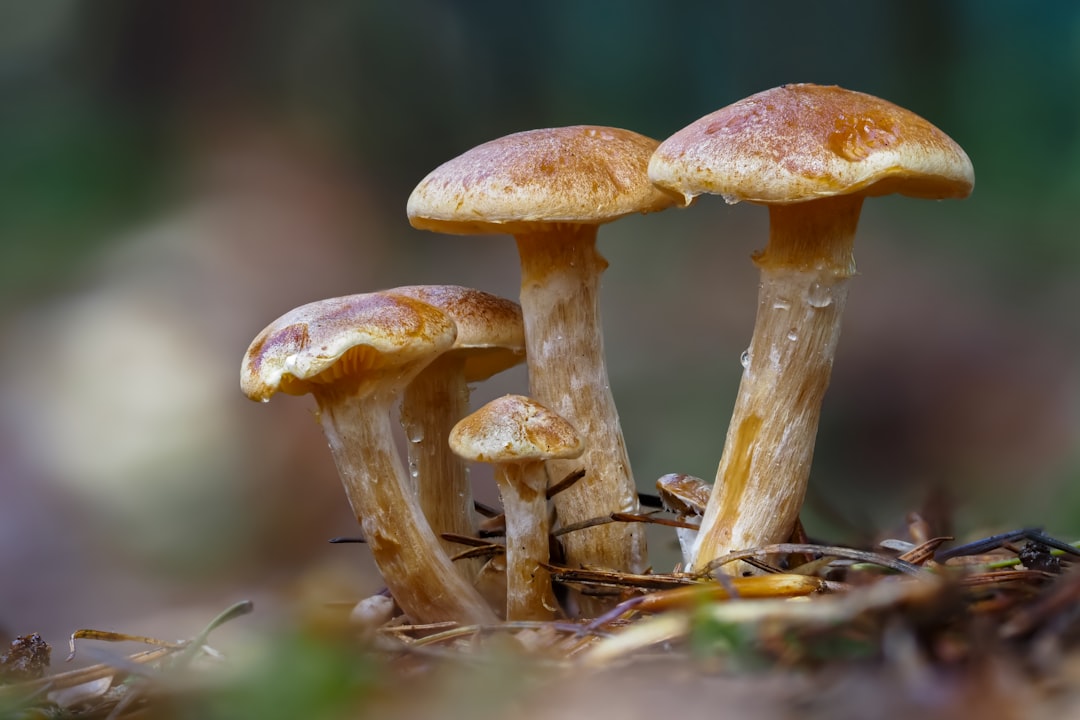 brown mushroom in close up photography