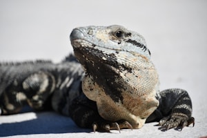 A close-up view of a large lizard with textured skin, showcasing intricate patterns of black, gray, and beige. The lizard's head is slightly tilted upwards, giving a confident and alert expression. Its eyes are dark and expressive, and its claws are prominently visible against a light, blurred background.