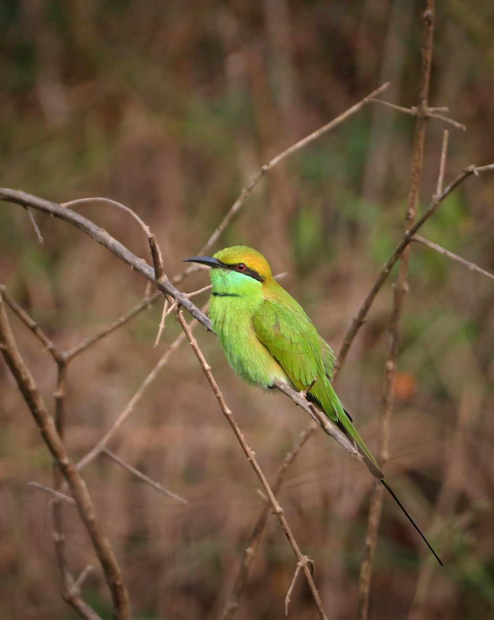 green and yellow bird on brown tree branch during daytime