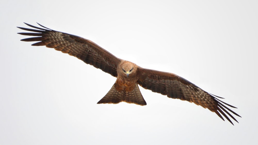 brown and white owl flying