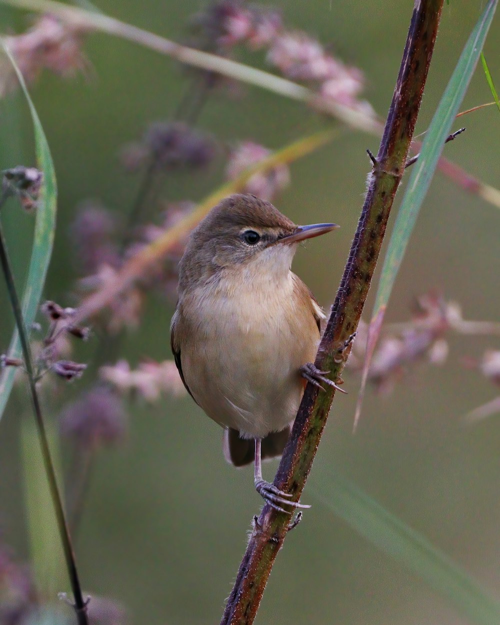 brown and white bird on brown stem