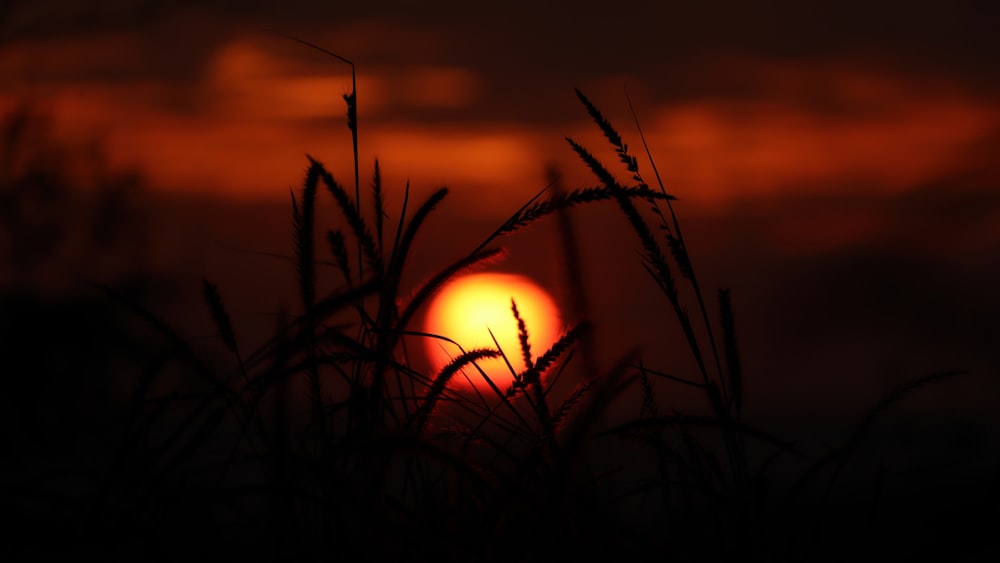 silhouette of plants during sunset