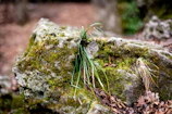 Natural setting with macrame body chain draped over green moss and stones