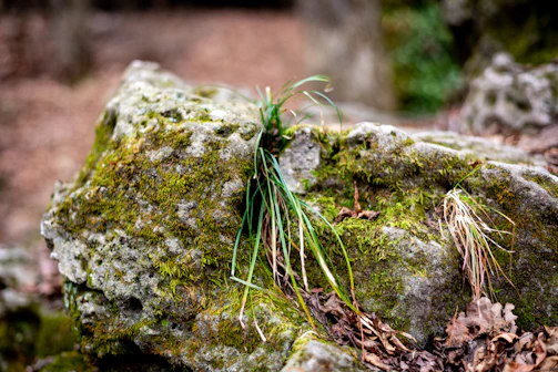 Natural setting with macrame body chain draped over green moss and stones