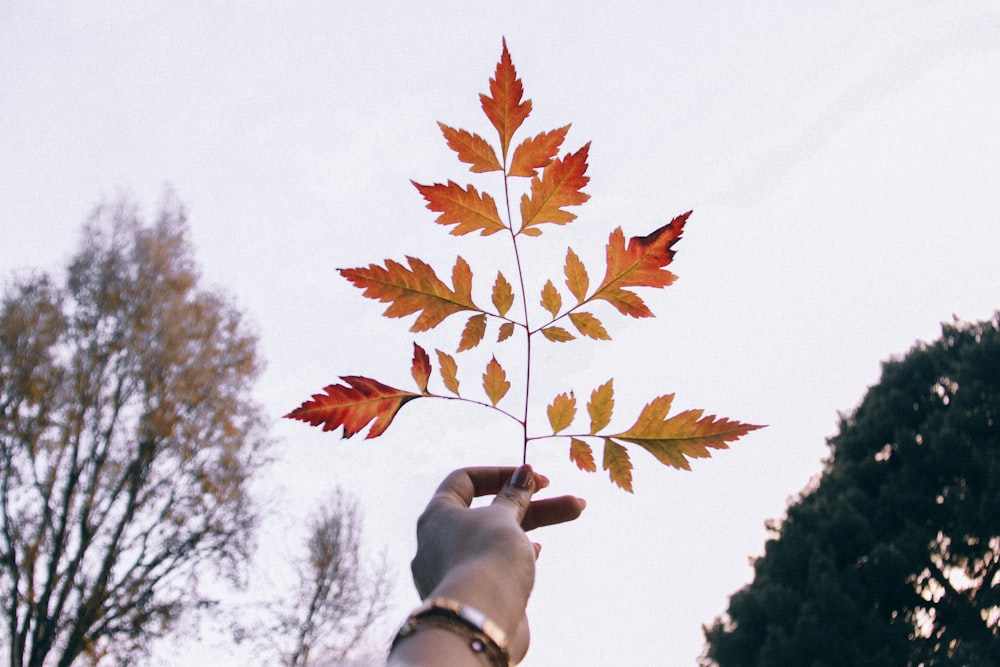 brown maple leaves on tree branch during daytime