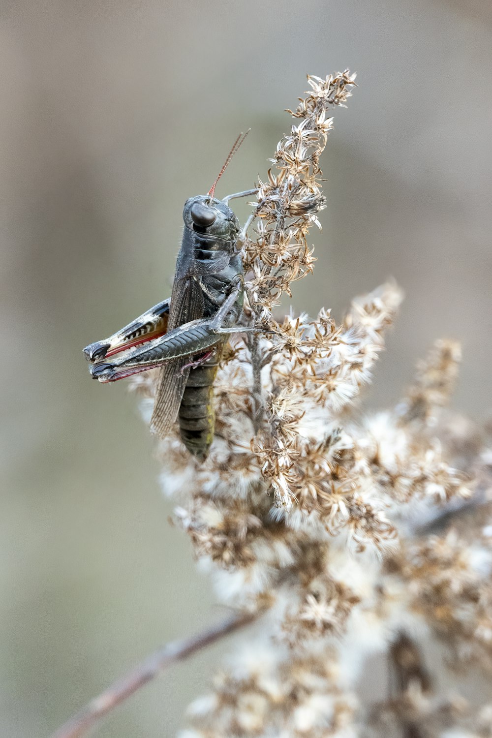 cavalletta grigia appollaiata su una pianta marrone durante il giorno