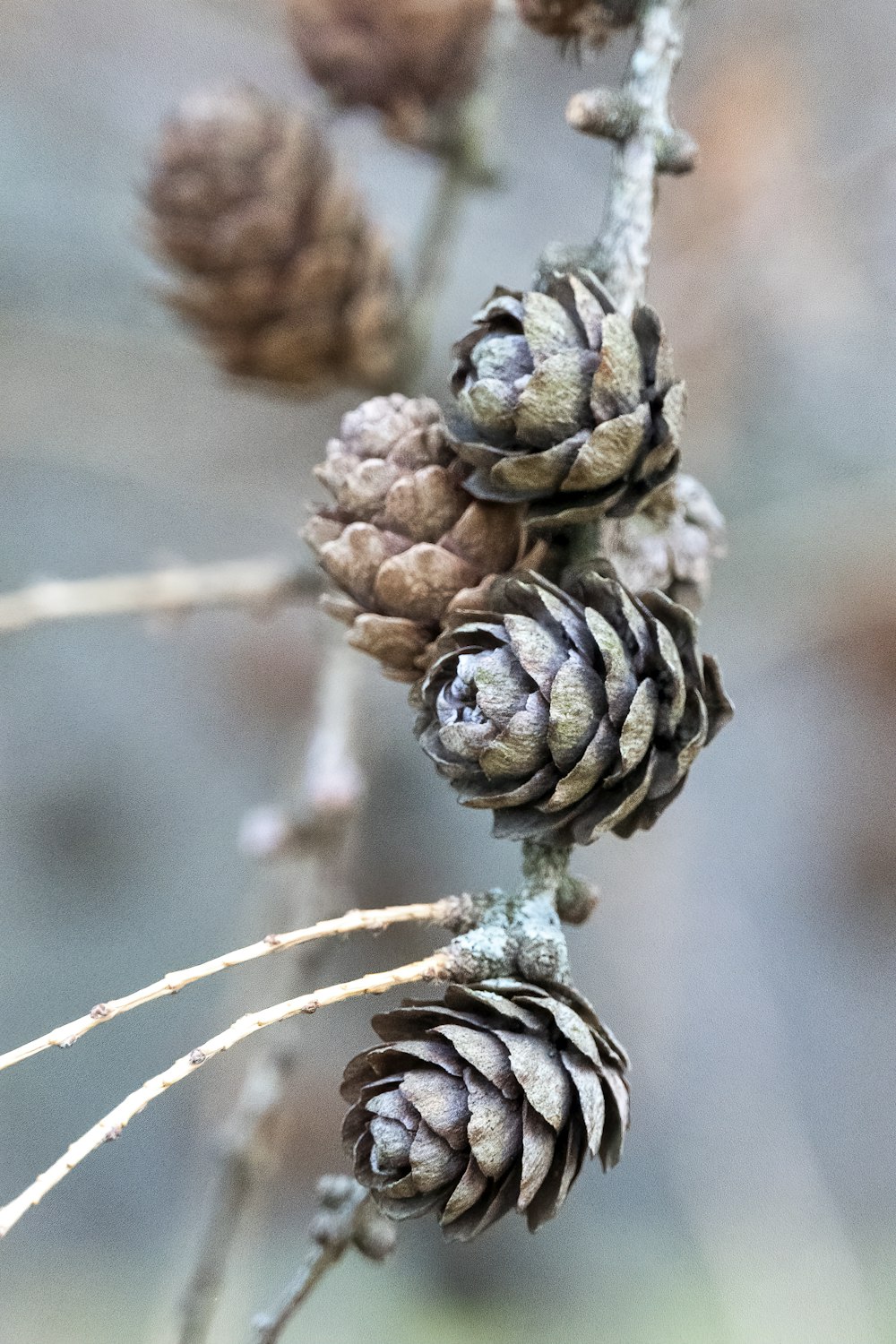 green and brown pine cone