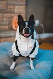 A small black and white dog is wearing a white jacket with black straps. The background features a brick wall and a soft focus light source, creating a cozy indoor setting. The dog appears to be sitting on a plush, light blue cushion.