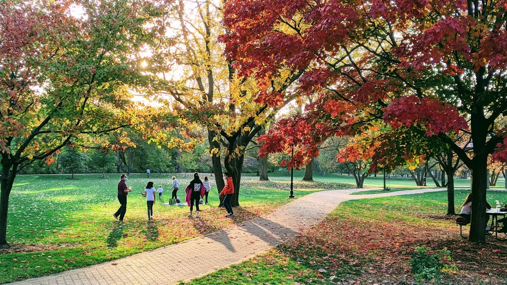 people walking on pathway near trees during daytime