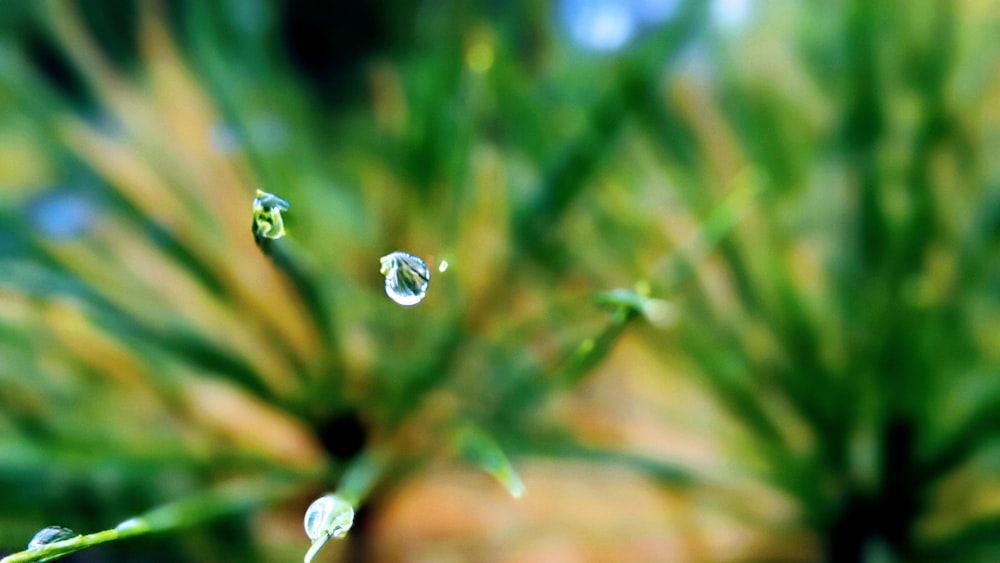 Wassertröpfchen auf grüner Pflanze