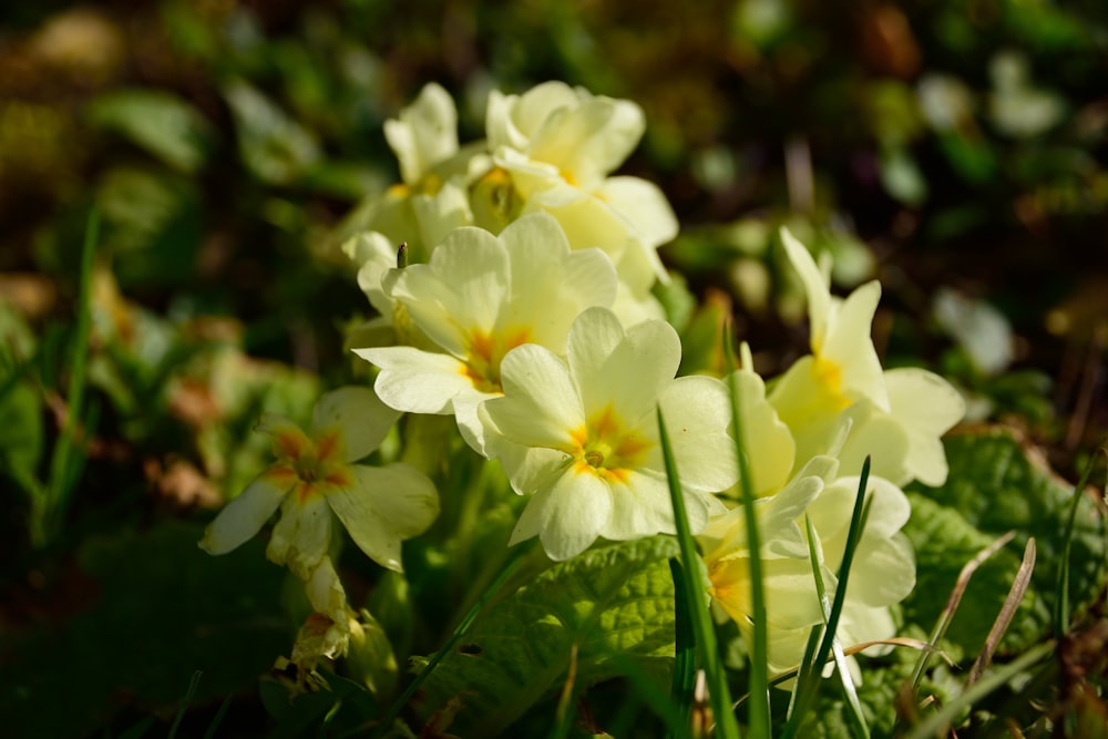 white and yellow flowers with green leaves