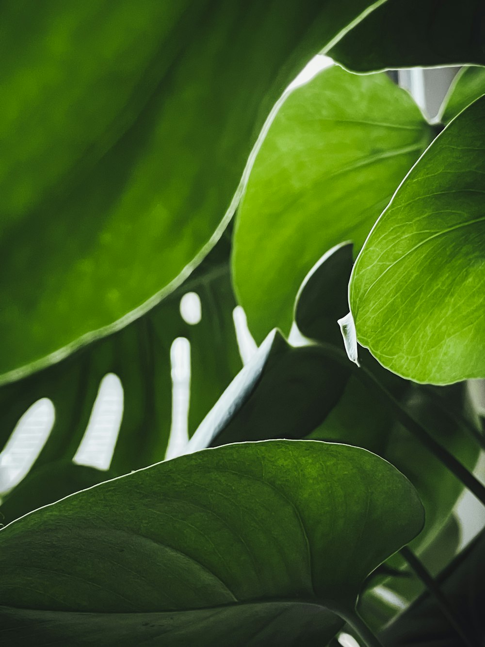 green leaf plant in close up photography