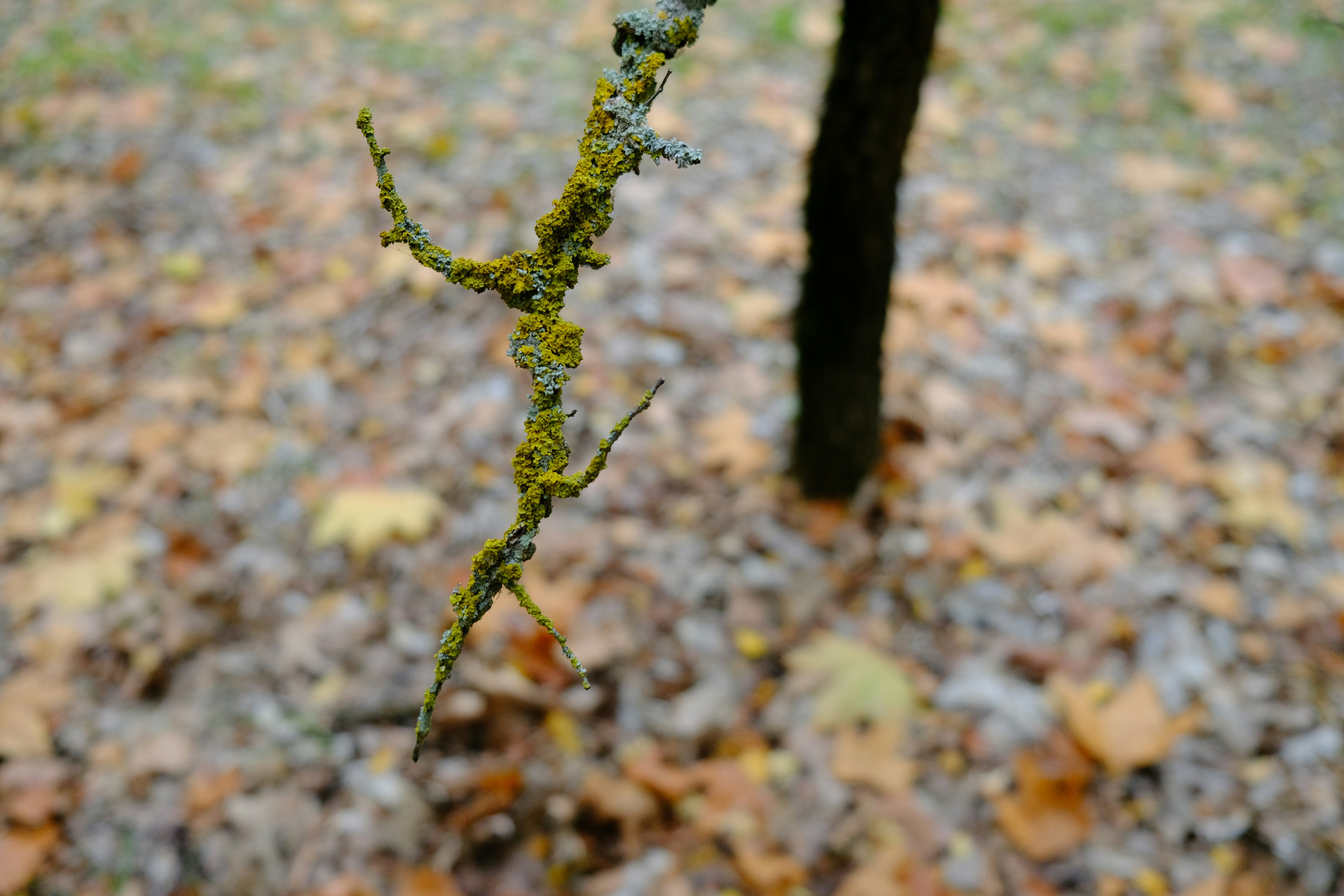 Photography by Daniel Lombraña