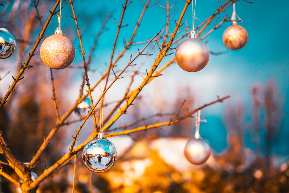 brown round ball on brown tree branch