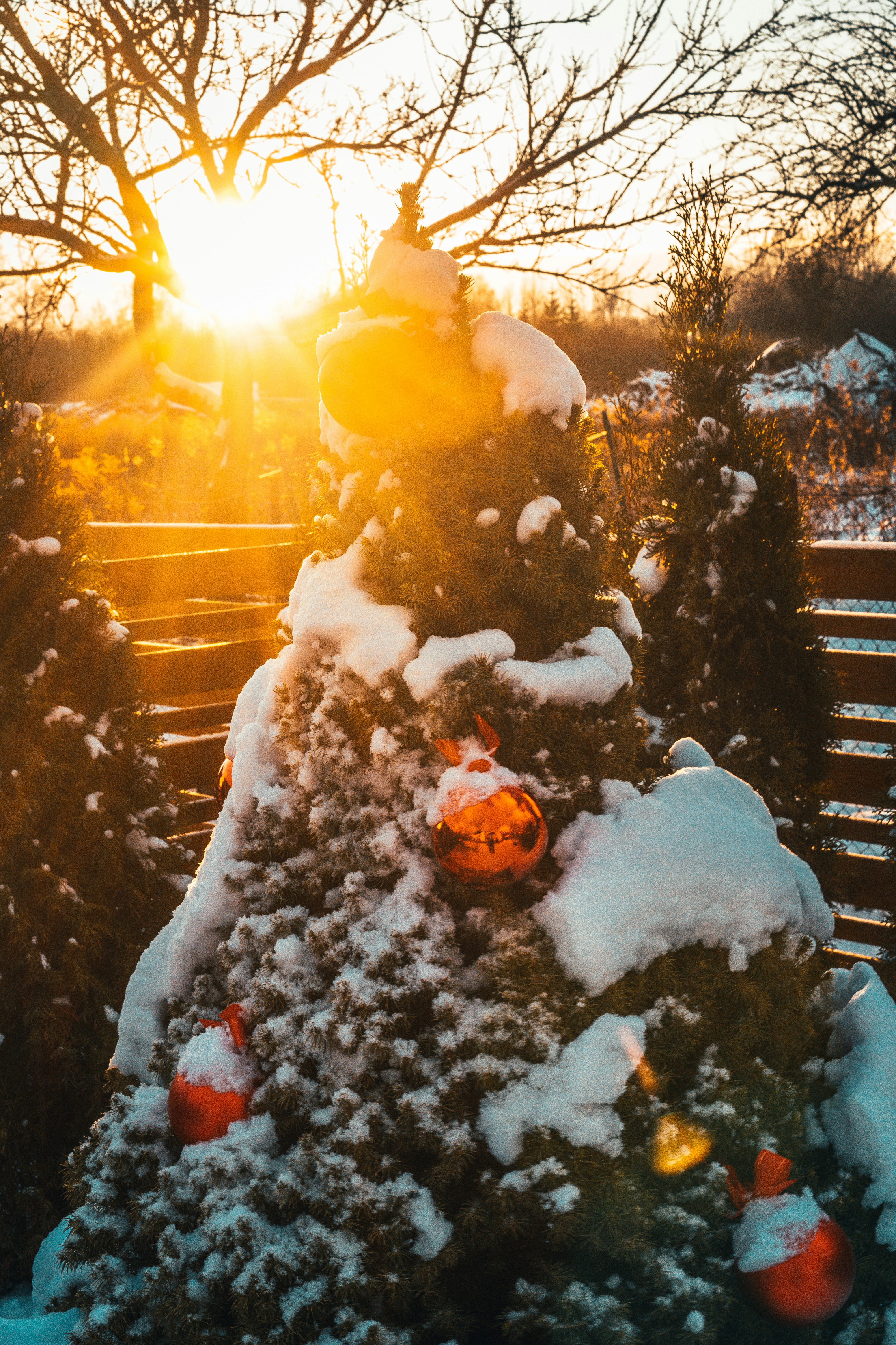 Fir-tree spruce with Christmas Golden decor balls. Holiday background.