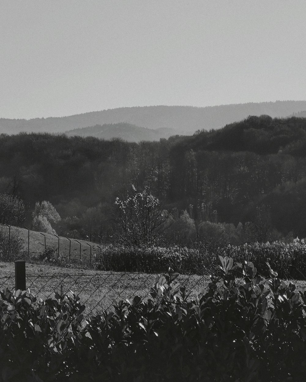 grayscale photo of trees and plants