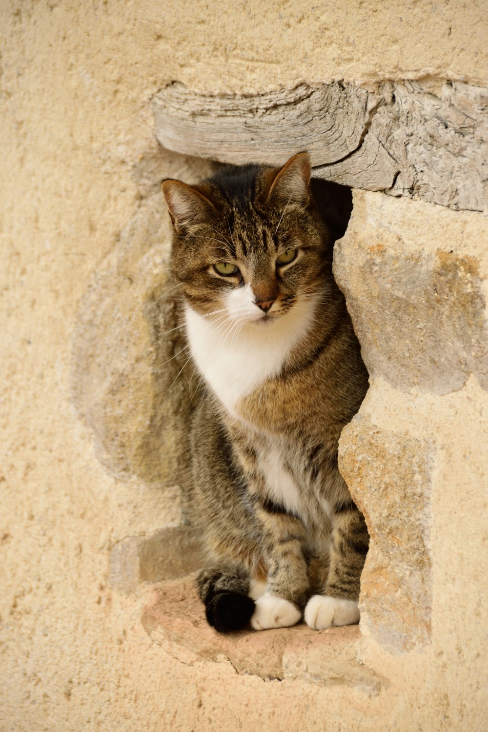 gatto soriano marrone su muro di cemento marrone