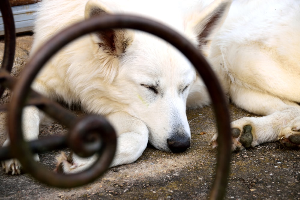 white long coated dog lying on ground