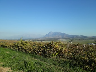 A vast vineyard stretches across the foreground under a clear blue sky, with rows of grape vines neatly aligned. In the distance, a mountain range provides a scenic backdrop, creating a sense of spaciousness and tranquillity. The landscape is bathed in natural sunlight, enhancing the lush green and earthy tones of the vineyard.