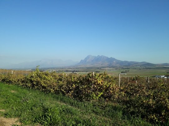 A vast vineyard stretches across the foreground under a clear blue sky, with rows of grape vines neatly aligned. In the distance, a mountain range provides a scenic backdrop, creating a sense of spaciousness and tranquillity. The landscape is bathed in natural sunlight, enhancing the lush green and earthy tones of the vineyard.
