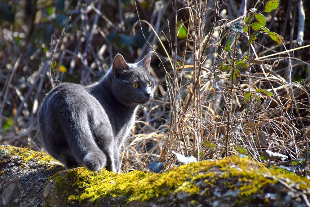 russian blue cat on green moss covered rock during daytime