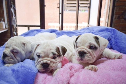 Three bulldog puppies are lying on a soft, fluffy blanket. The puppies appear to be resting, with two of them lying down and one looking forward. The blanket is a mix of light purple, pink, and blue colors. The background includes a window with natural light coming through, and a hint of a brick wall.