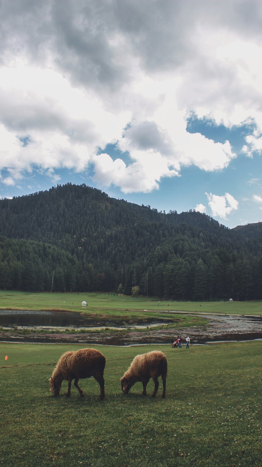 brown cow on green grass field near green trees under white clouds and blue sky during